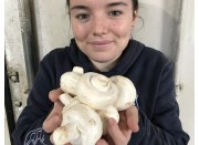 BUTTON MUSHROOMS  250 Gram Bag  Waikato Grown